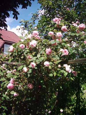 Mme_ErnestCalvat_Hab_2_05_Kopie.jpg