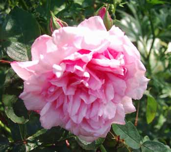 Martha_Einzelbl_05_3_Kopie.jpg
