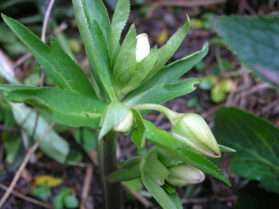 Helleborus-Fruehchen.jpg