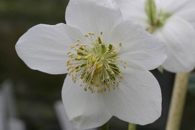 Harvington_Hyb_2202.jpg