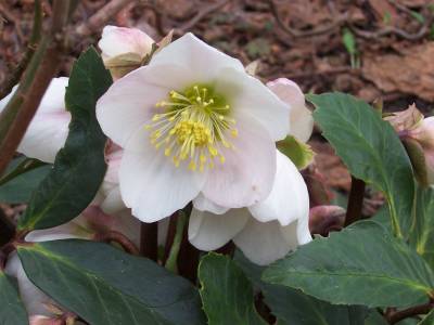 H_niger_inan_Rose.jpg