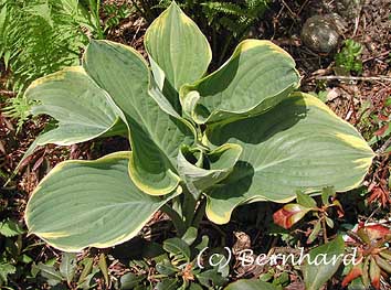 hosta_gross5.jpg