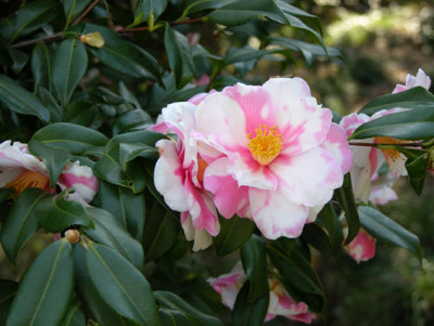 camelia.jpg