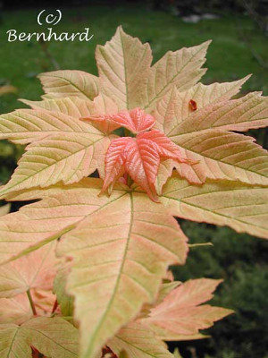 acer_pseudoplatanus_brilli4.jpg