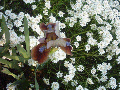 Iris2.jpg