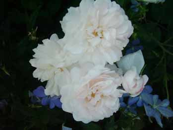 Bouquet_Blanc_Blueten_5_Kopie.jpg