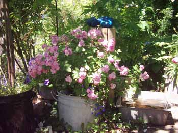Lavender_Pink_Parfait_Habitus_Kopie.jpg