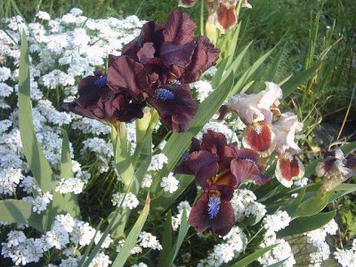 Iris4.jpg