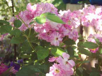Lavender_Pink_Parfait_Blueten_Kopie.jpg