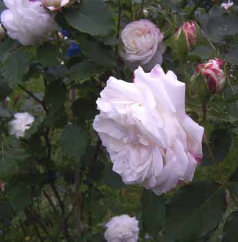 Boule_de_Neige_Blute_u_Kn_05_Kopie.jpg