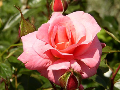 Rosenresli.jpg