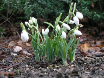 Schneegloeckchen_boga_030106.jpg