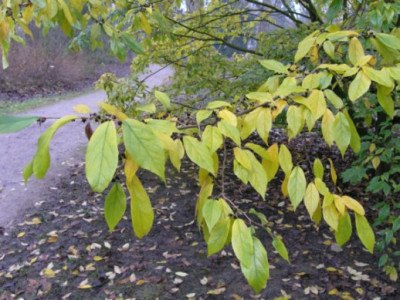 Sycoparrotia_semidecidua.jpg