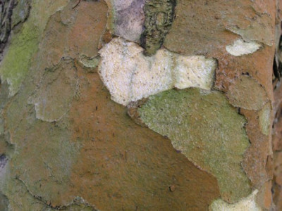 Platanenrinde_030106.jpg