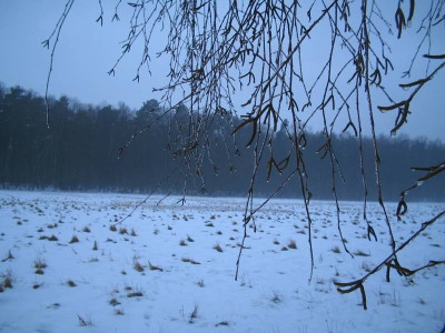 Birkenvorhang_2.jpg