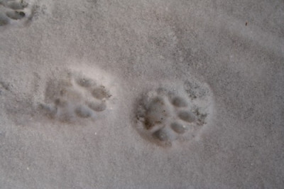 Schneespuren.JPG
