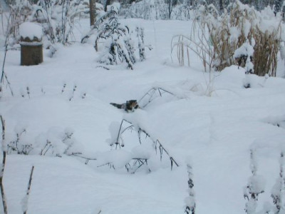 schneesuchbild.jpg