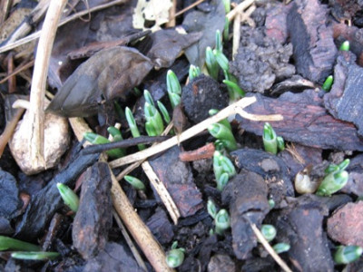 Galanthus_002k.jpg
