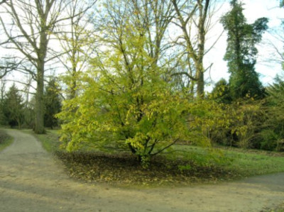 Sycoparrotia-Habitus-2.jpg