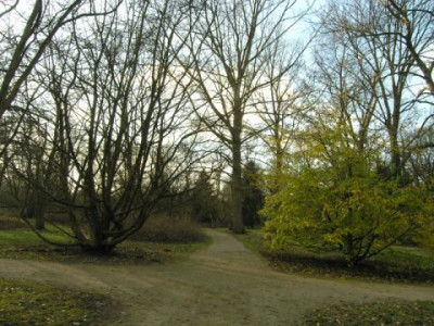 Sycoparrotia-mit-Parrotia-2.jpg