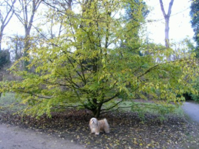 Sycoparrotia_Habitus-1.jpg