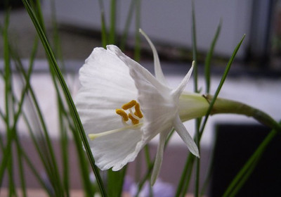 N_cantabricus0601k.jpg