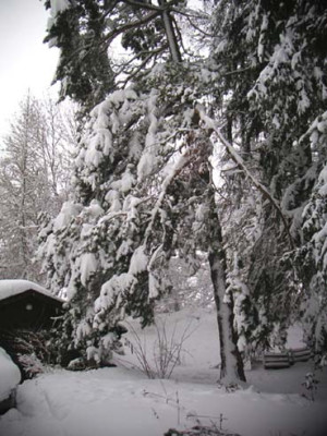 schneefoehre.jpg