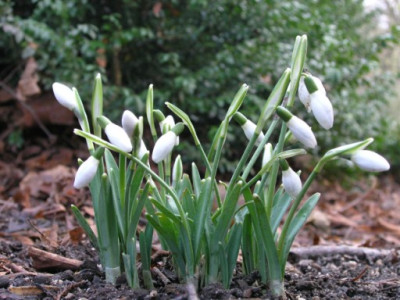 Schneegloeckchen_boga_040106.jpg
