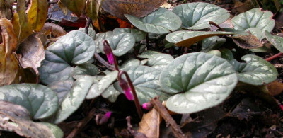 Cyclamen1.jpg