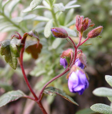 Veronica_peduncularis.jpg