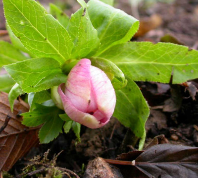 Helleborus_hellrosa.jpg