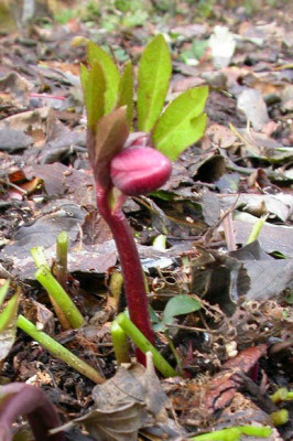 Helleborus_rot_aufrecht.jpg