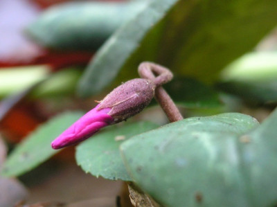 Cyclamen_coum_50106.jpg