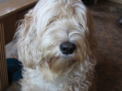 snoopy_vorher.jpg