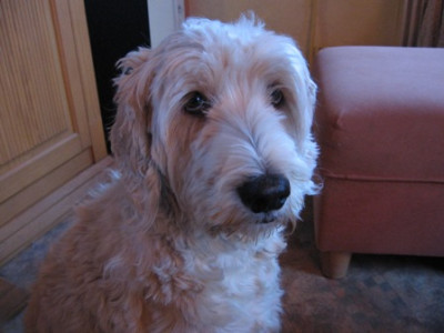 snoopy_nachher.jpg
