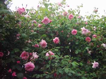 May_Queen_3_05_Kopie.jpg