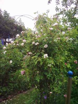 Quatre_Saisons_bl_m_Habitus_Kopie.jpg