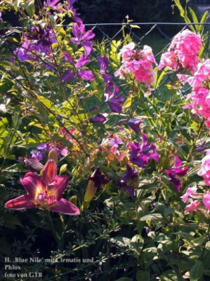 Blue_Nile_m._Clematis_und_Phlox0012.jpg