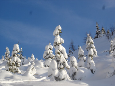 schneezwerge.jpg