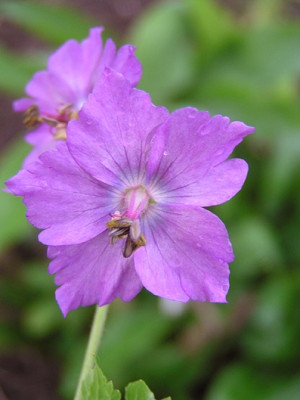 geranium_all_saints.jpg