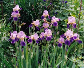 Iris_barbata_von_Renate_Kopie.jpg