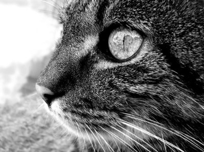 kater_thomas.jpg