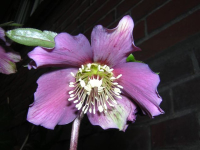 helleborus_klein.jpg