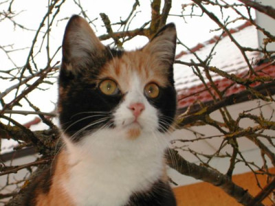 gucklara.jpg