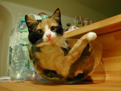 cat-in-a-bowl.jpg