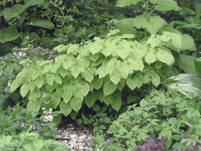 Epimedium_x_warleyensis_Orange_Queen_habitus.jpg