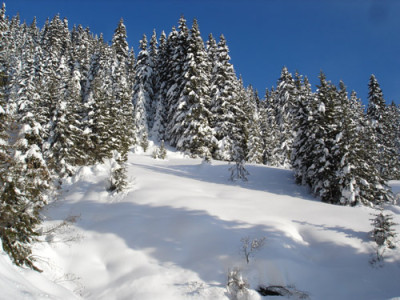 fichtenimschnee.jpg