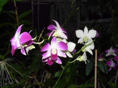 Dendrobium_phalaenopsis.jpg