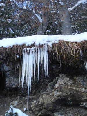 eiswurzeln.jpg