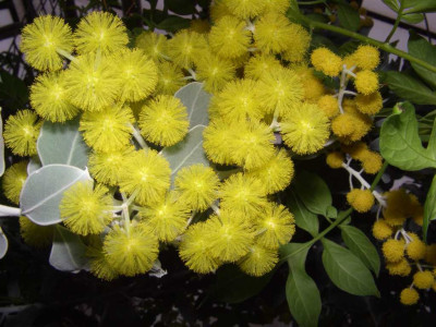 Acacia_podalyriifolia.jpg